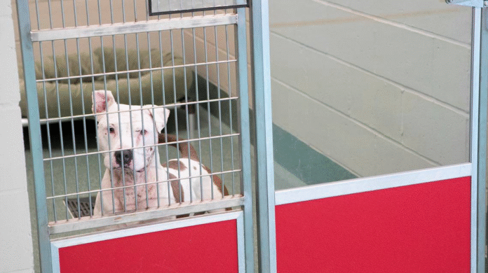 White and brown spotted dog looking through shelter cage.