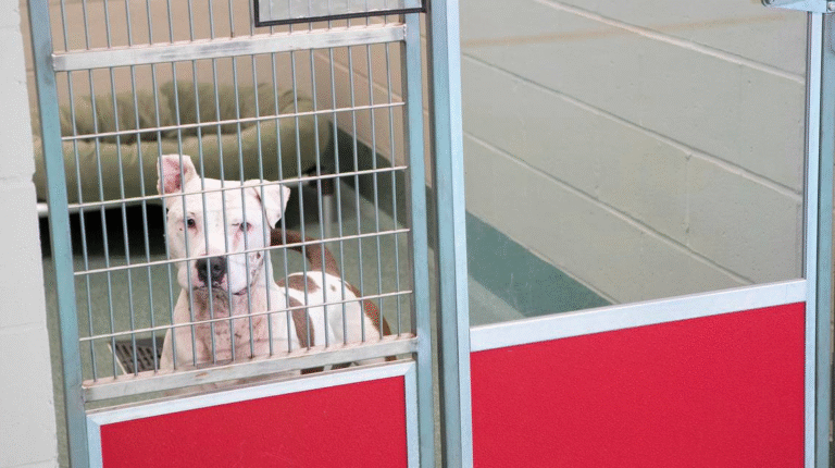 White and brown spotted dog looking through shelter cage.