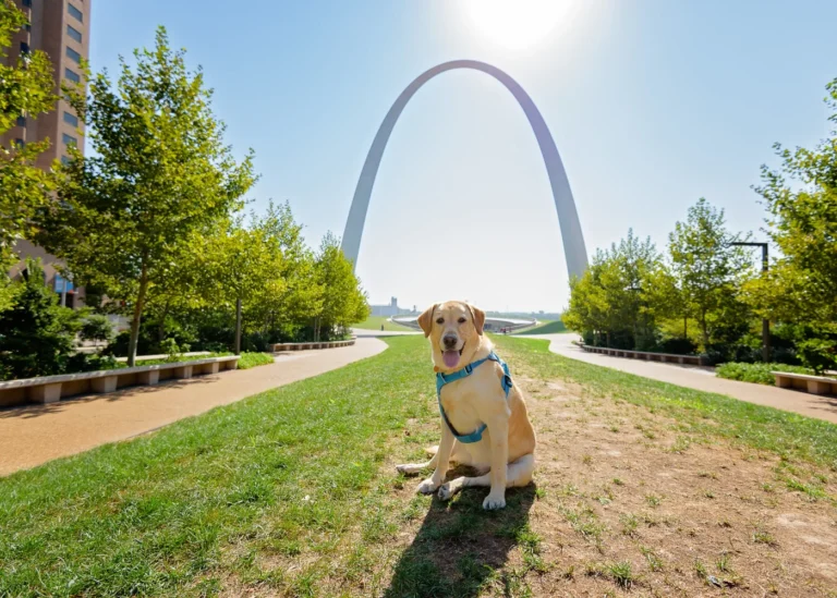 A Labrador Retriever dog in front of the St. Louis Arch.
