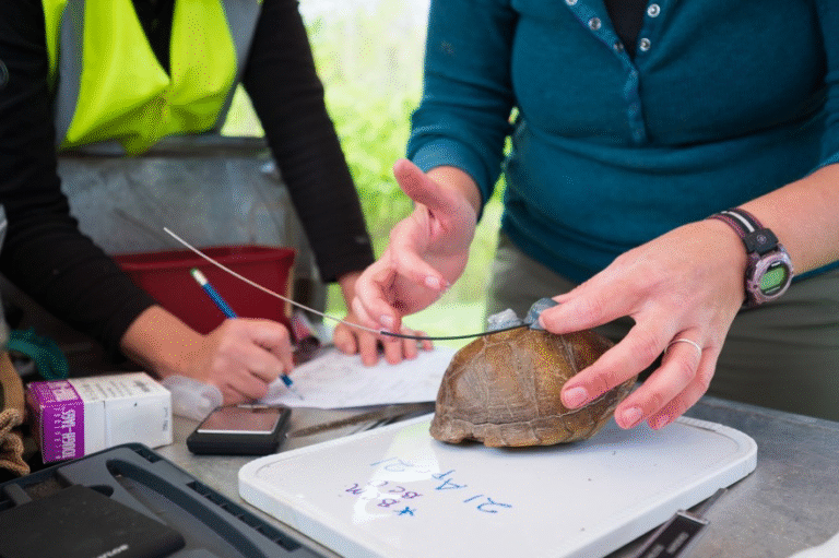 Turtle Whisper uses dogs to find box turtles for St. Louis Zoo research