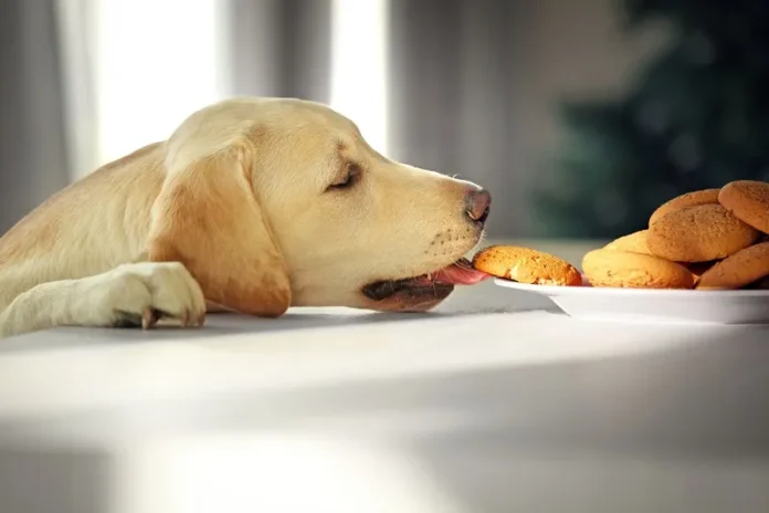 yellow lab sneaking cookie off of table