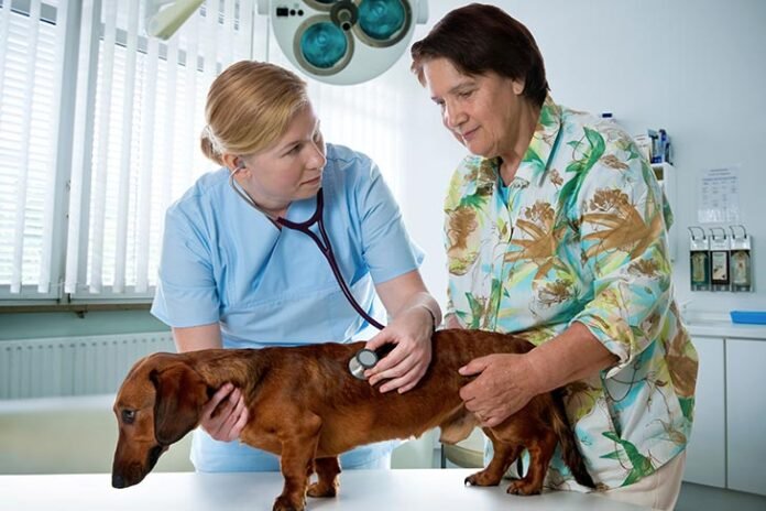 dachshund with owner and vet getting check up