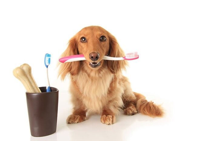 small dog with toothbrush
