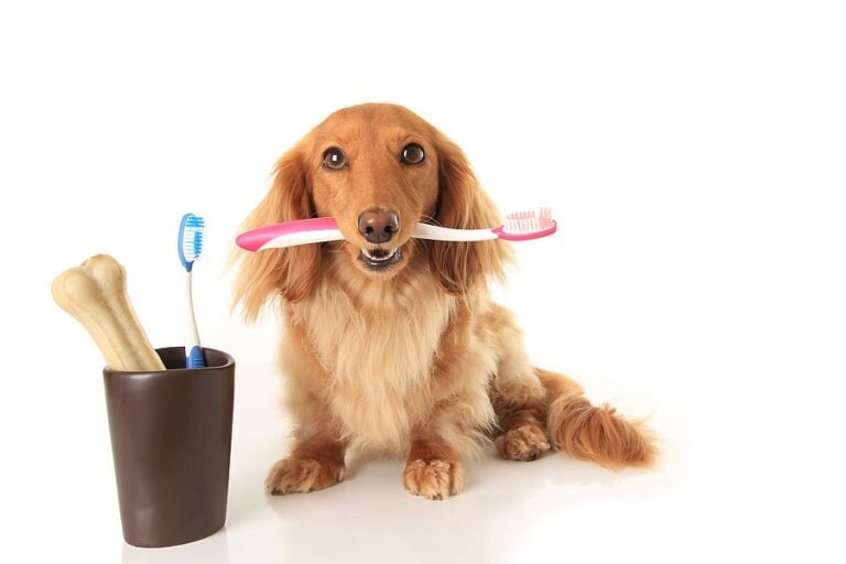 small dog with toothbrush