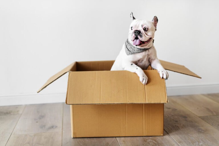 Home Is Where Your Dog Is: Tips for Moving with Dogs