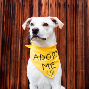 white dog with an adopt me bandana