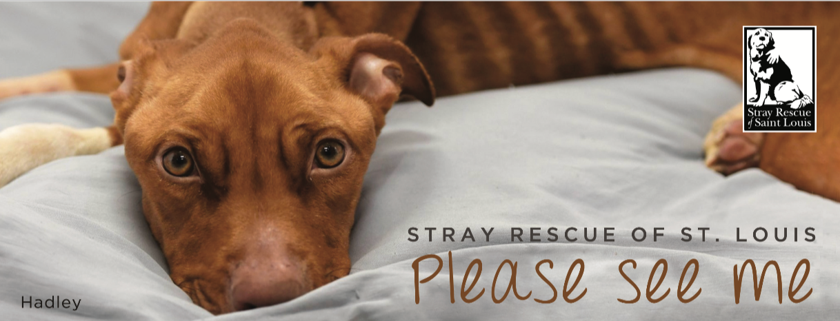 Google search engine