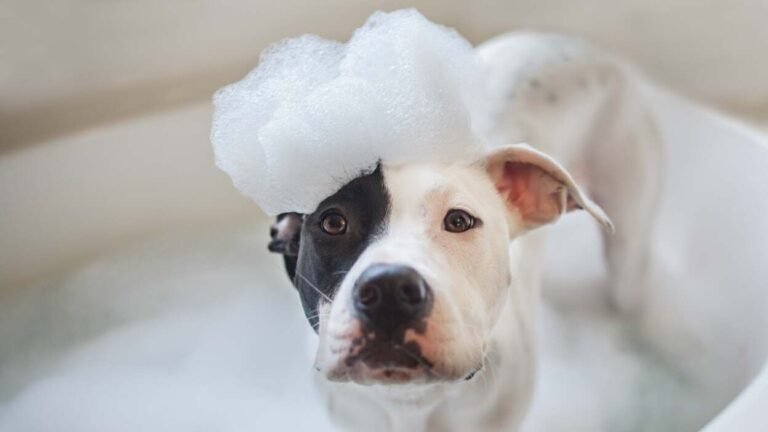 How Often Should You Wash Your Dog?
