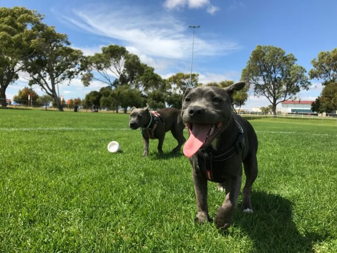 Two happy dogs running in a dog park.